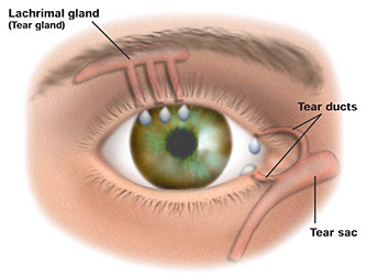 Tear Ducts Diagrame basic